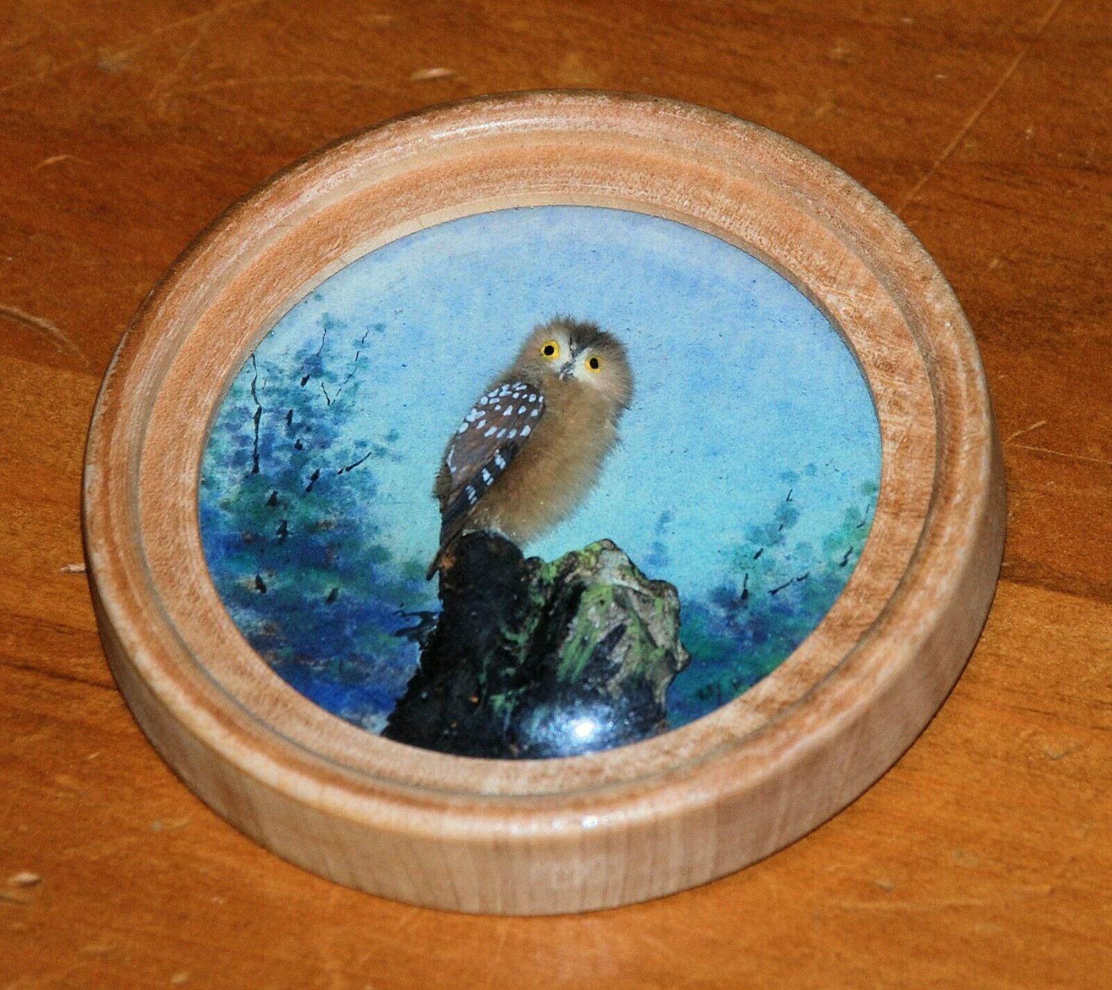Saw Whet Owl